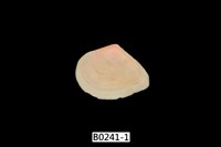 藏品(櫻蛤)的圖片